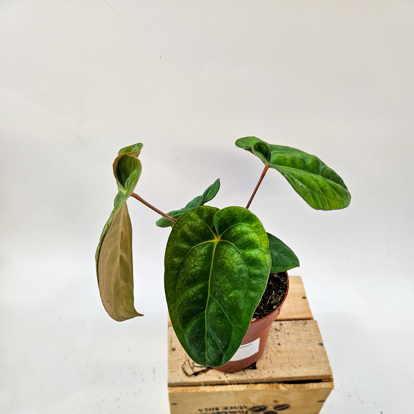 Anthurium Dark Phoenix 12cm H35cm