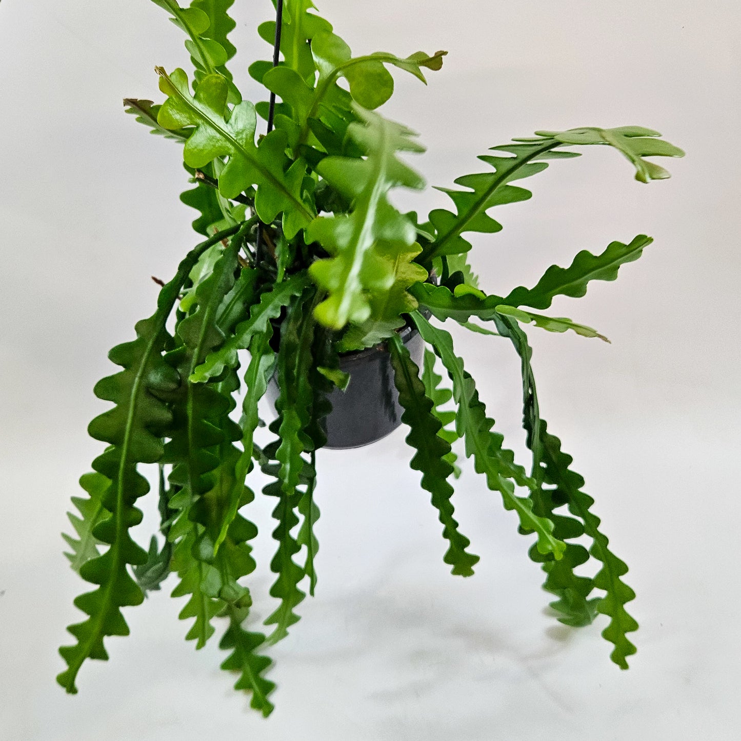 Epiphyllum anguliger 15cm H35cm