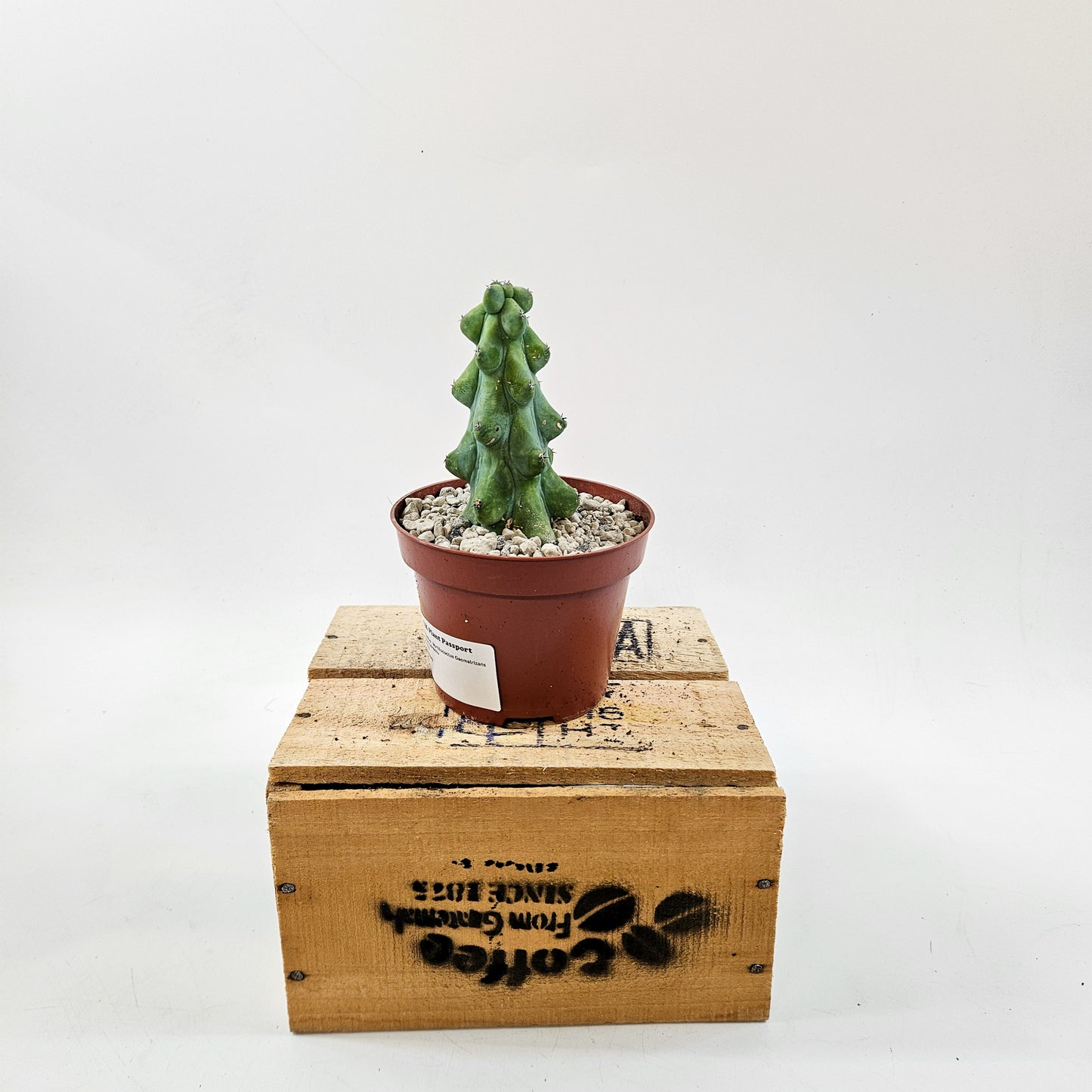 Booby Cactus - Myrtillocactus Geometrizans Fukurokuryuzinboku 10.5cm H15cm