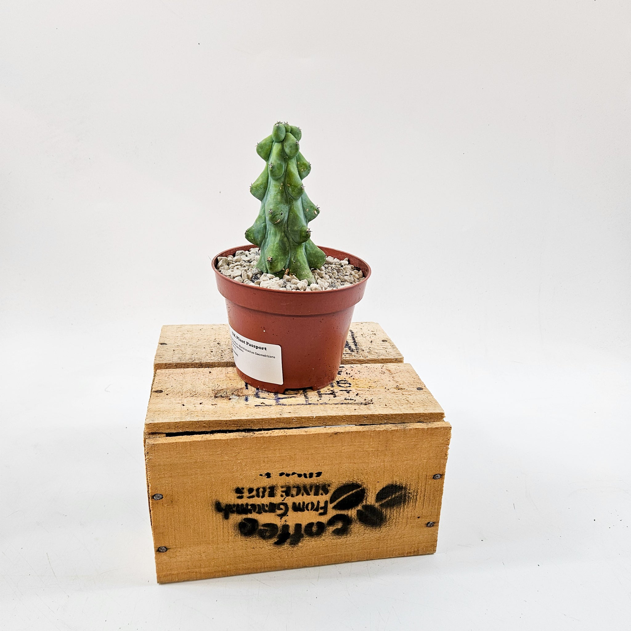 booby plant pot Booby Cactus