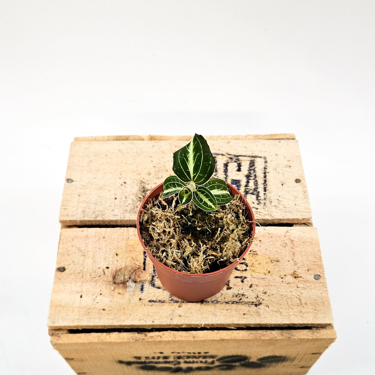 Jewel Orchid mix 7cm H15cm