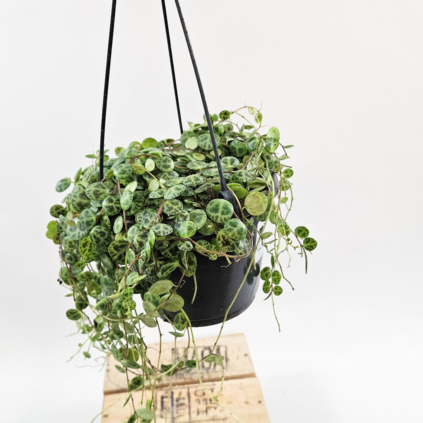 String of Turtles - Peperomia prostrata 14cm H23cm