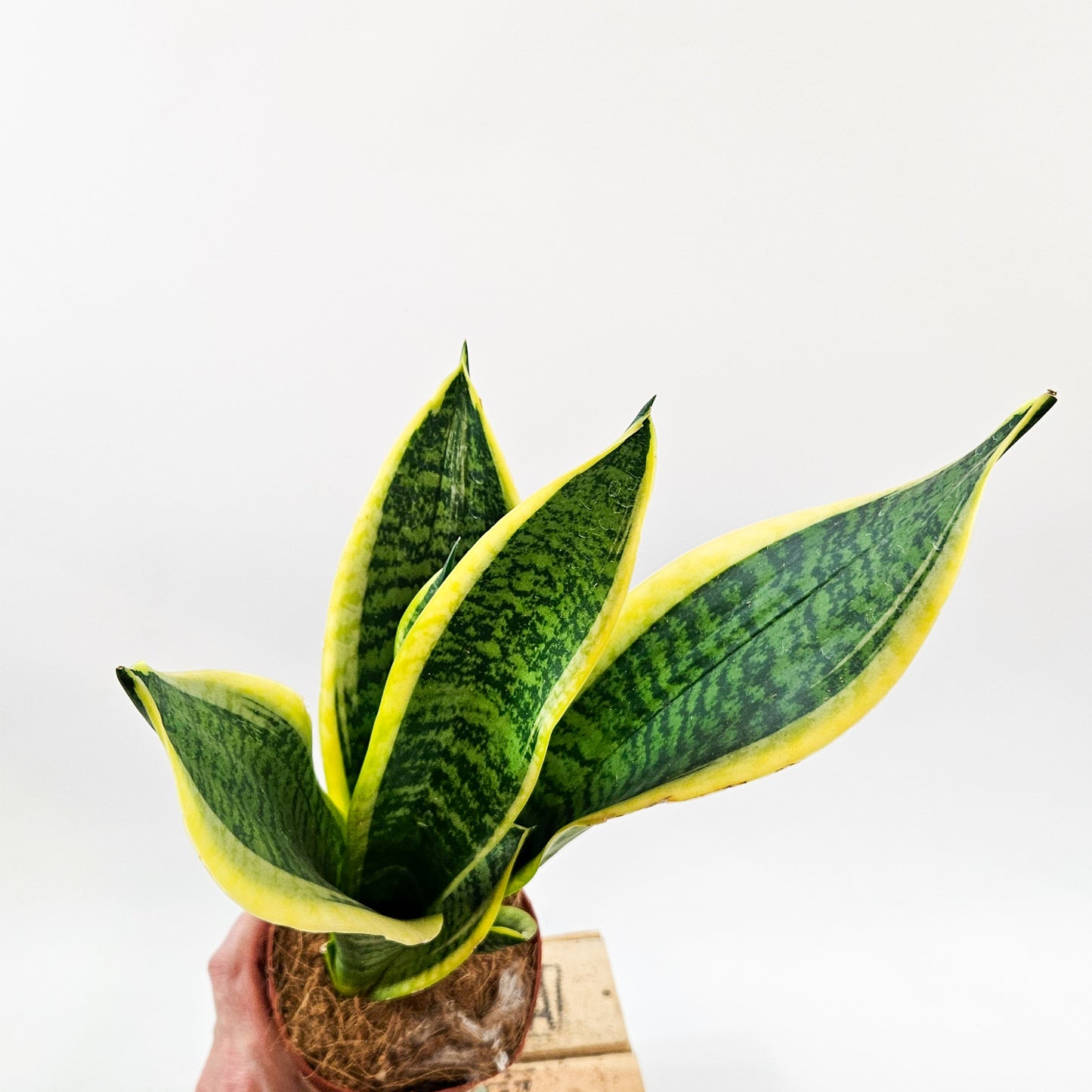 Sansevieria Futura Superba 12cm H40cm