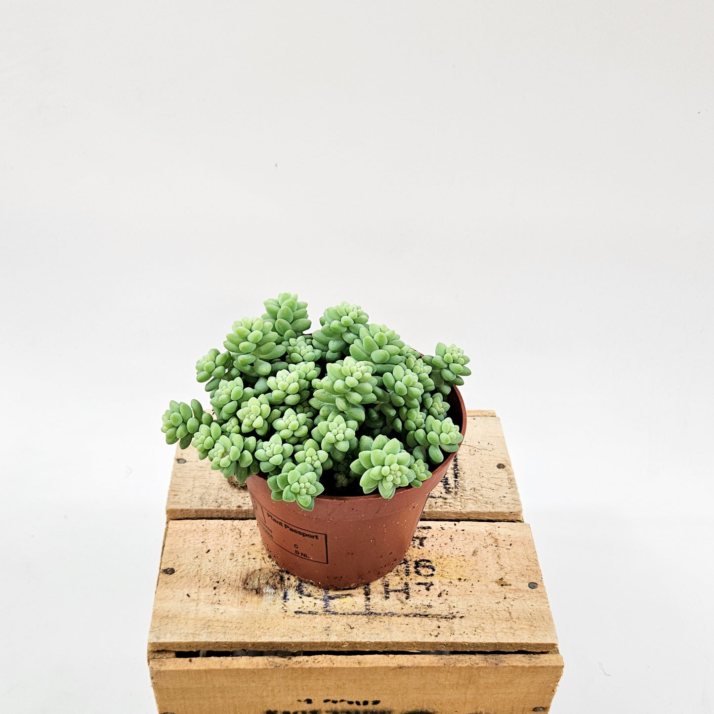 Sedum burrito 11cm H15cm