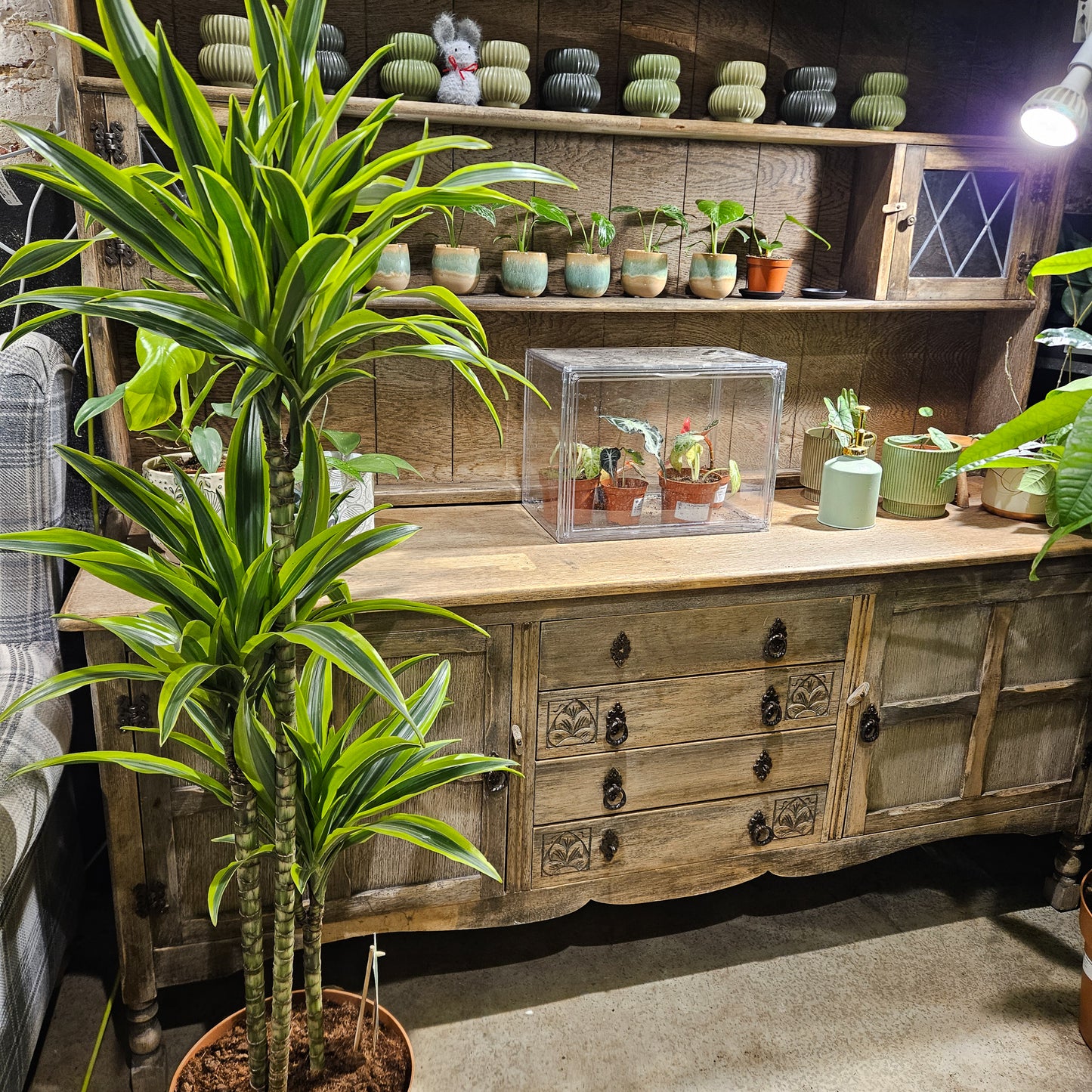 Dracaena fragrans Lemon Lime 27cm H150cm