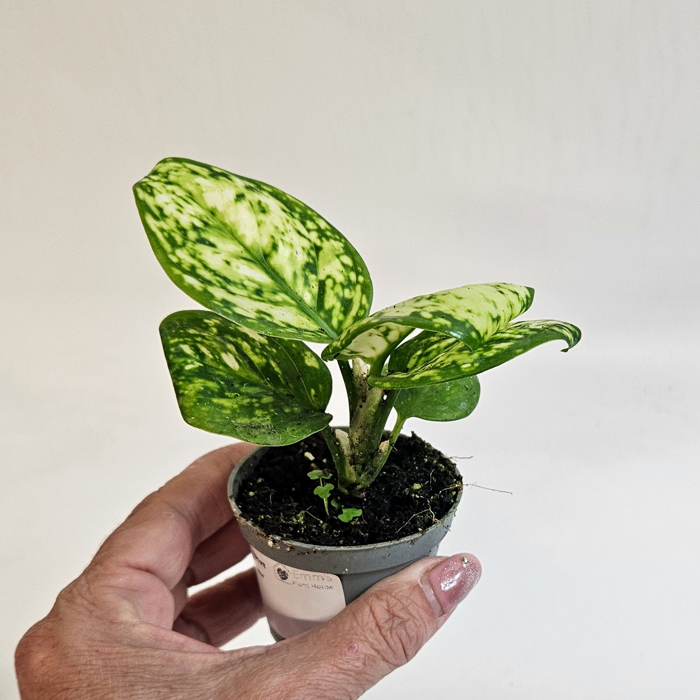 Aglaonema 'Snowflake' 6cm H12cm