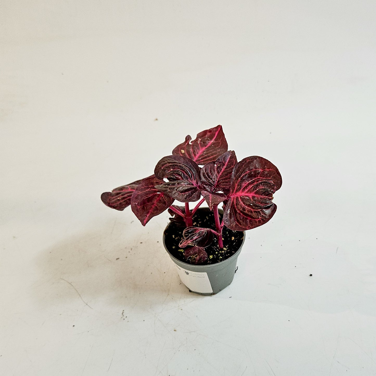 Iresine herbstii 6cm H10cm