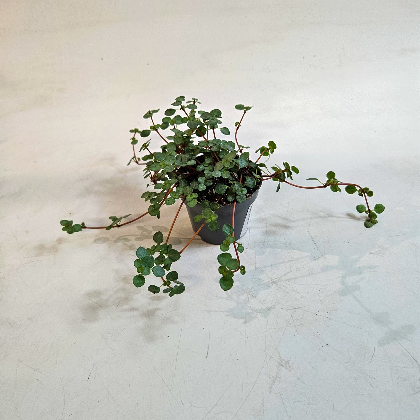 Pilea glaucophylla 'Greyzy' 6cm H8cm