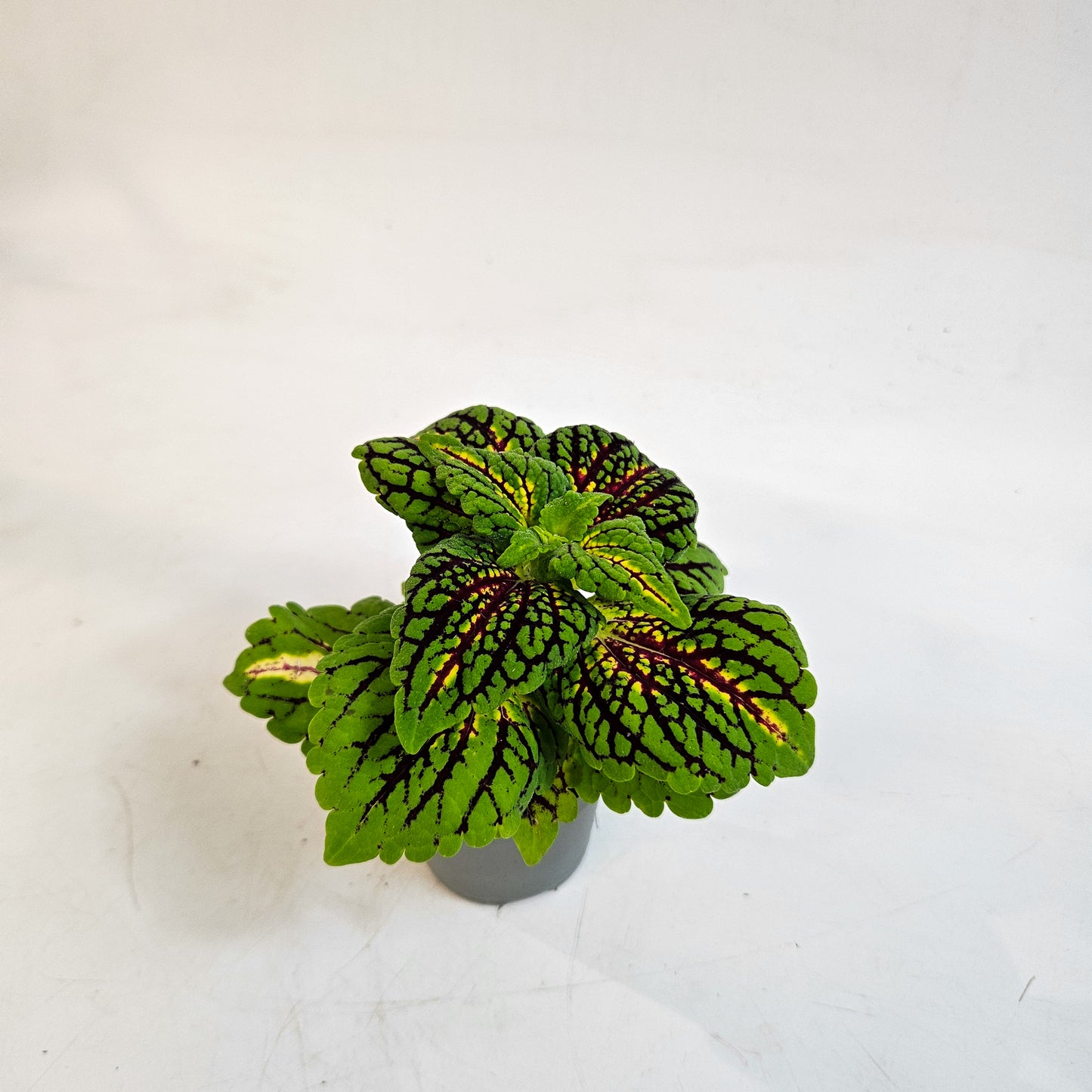 Plectranthus scutellarioides 'Spacecake' 6cm H10cm