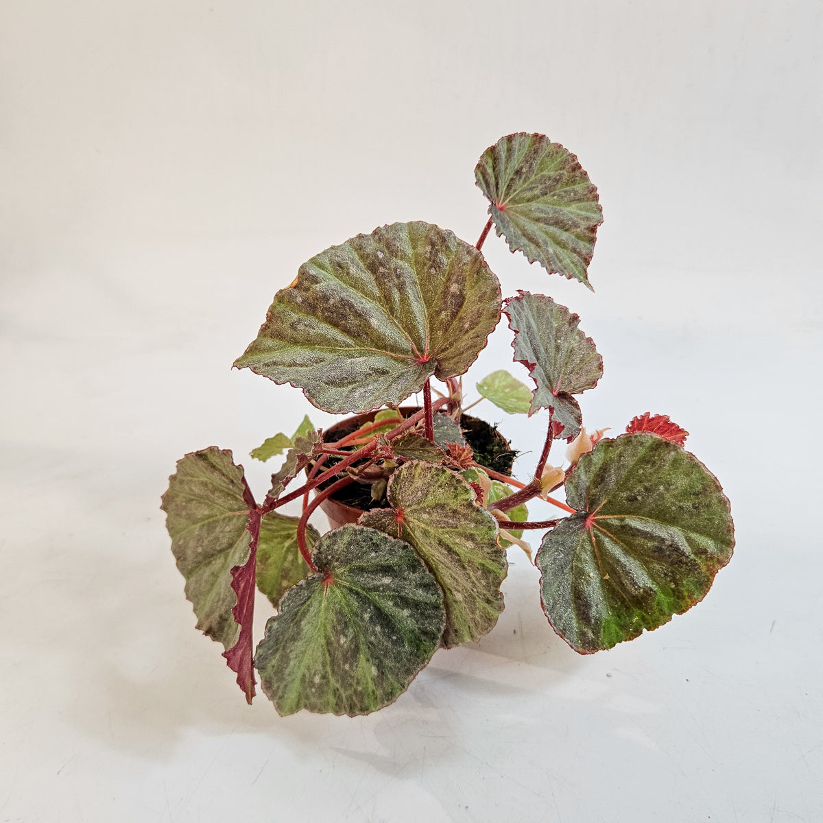 Begonia 'Snow Hare' 8cm H12cm