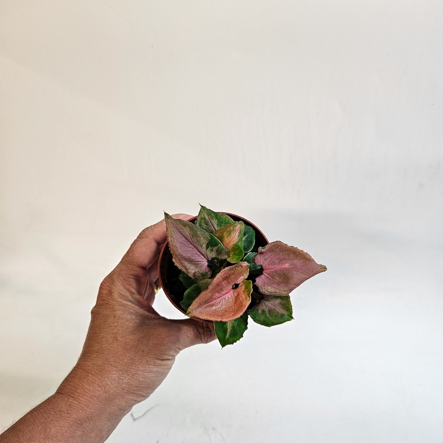 Syngonium 'Pink Perfection' 8cm H10cm