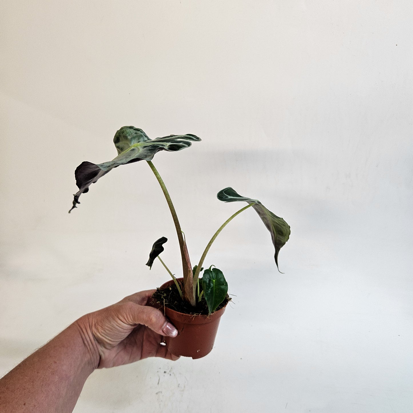 Alocasia 'Venom' 8cm H12cm
