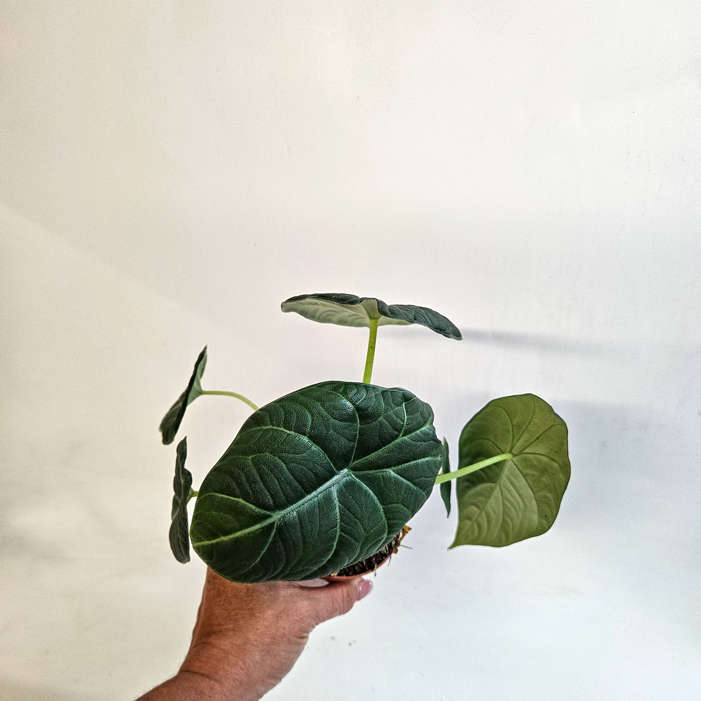 Alocasia 'Maharani' 8cm H12cm