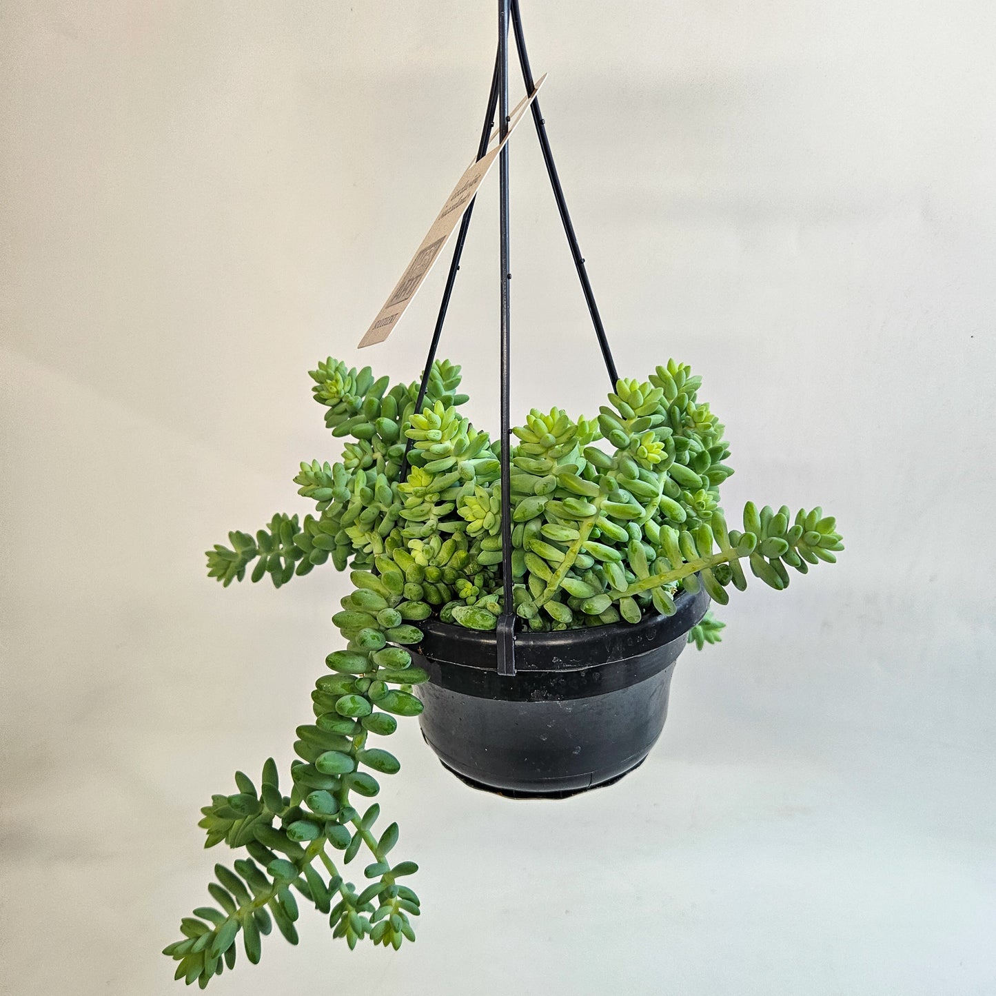 Sedum burrito 14cm H35 - 45cm