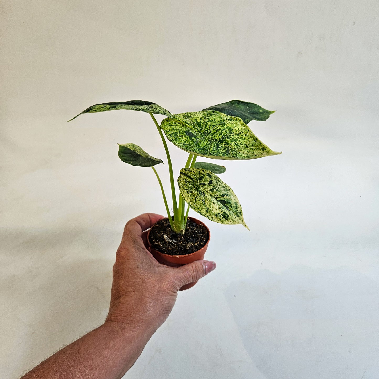 Alocasia 'Dragon Scale Variegata' 7cm H10cm