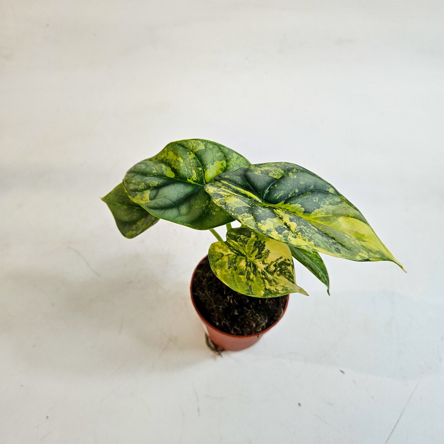 Alocasia 'Silver Dragon Variegata' 7cm H10cm