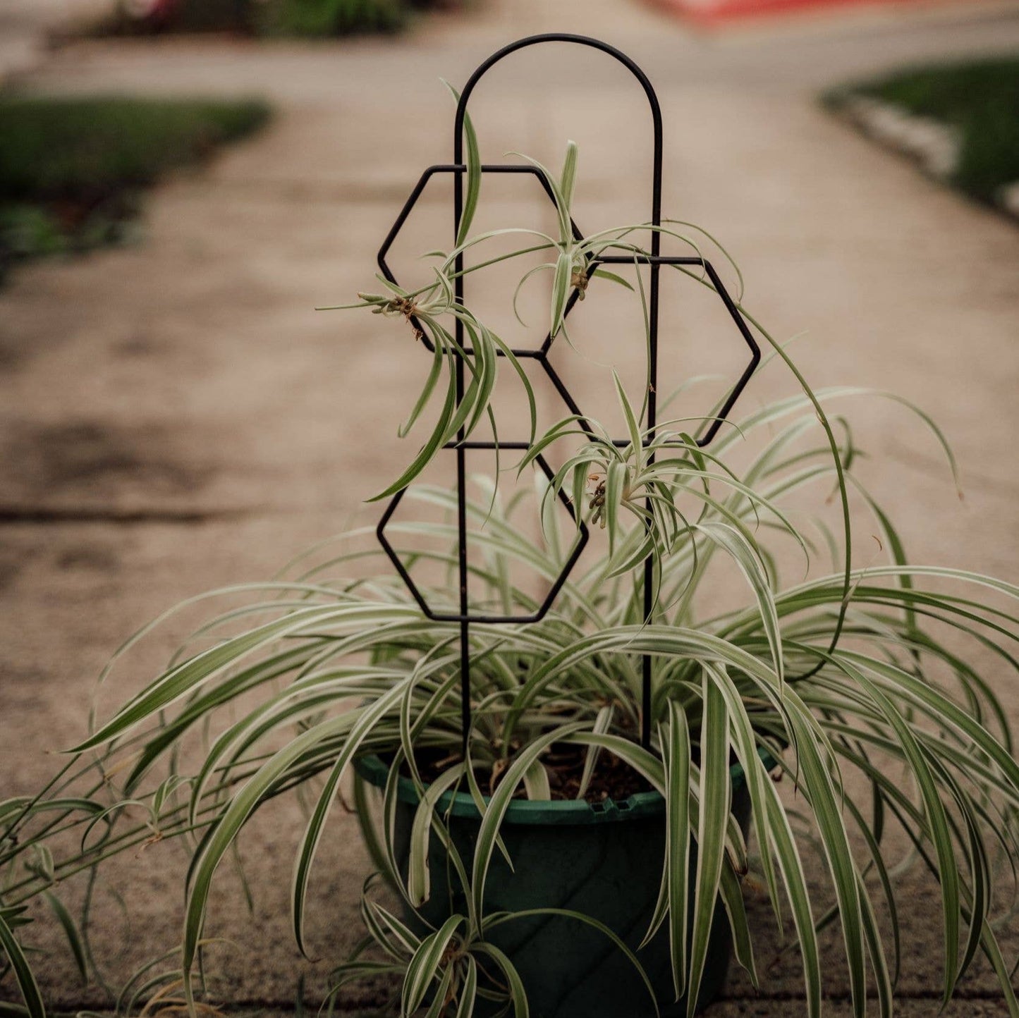 Metal Honeycomb Trellis