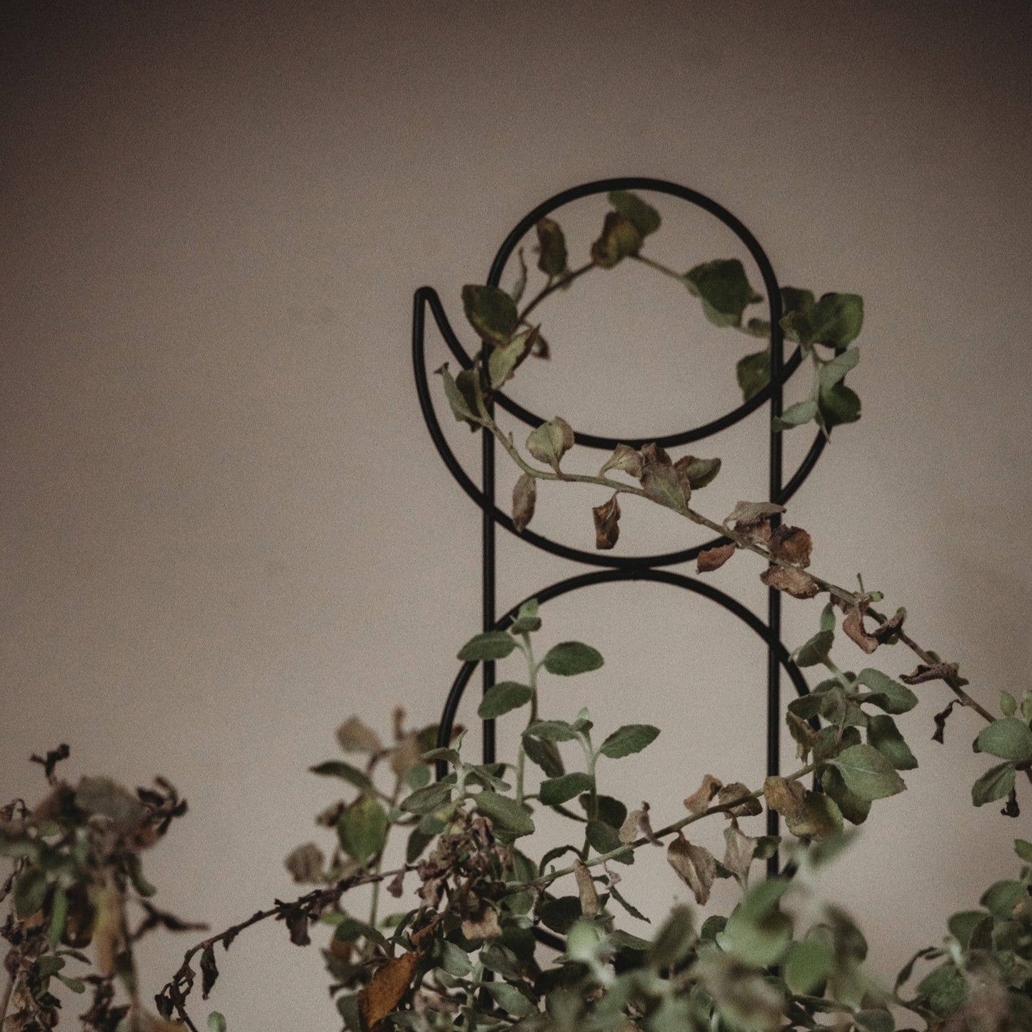 Metal Moon Phase Trellis