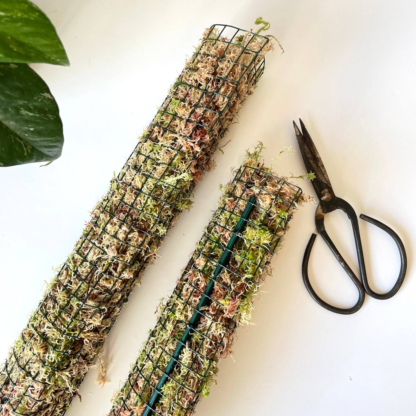 D Shaped Sphagnum Moss Pole