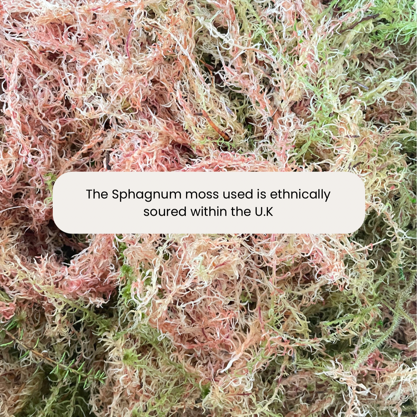 D Shaped Sphagnum Moss Pole