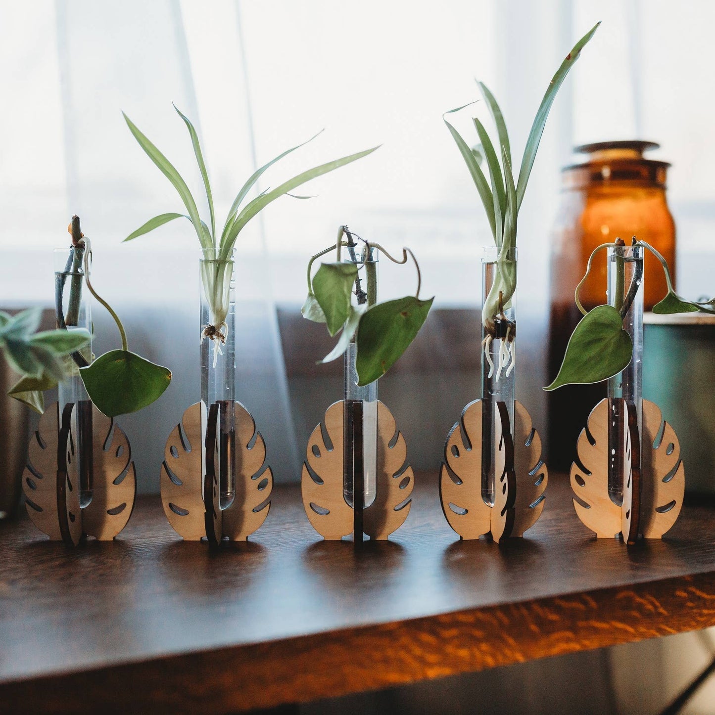 Monstera Tabletop Propagation Station