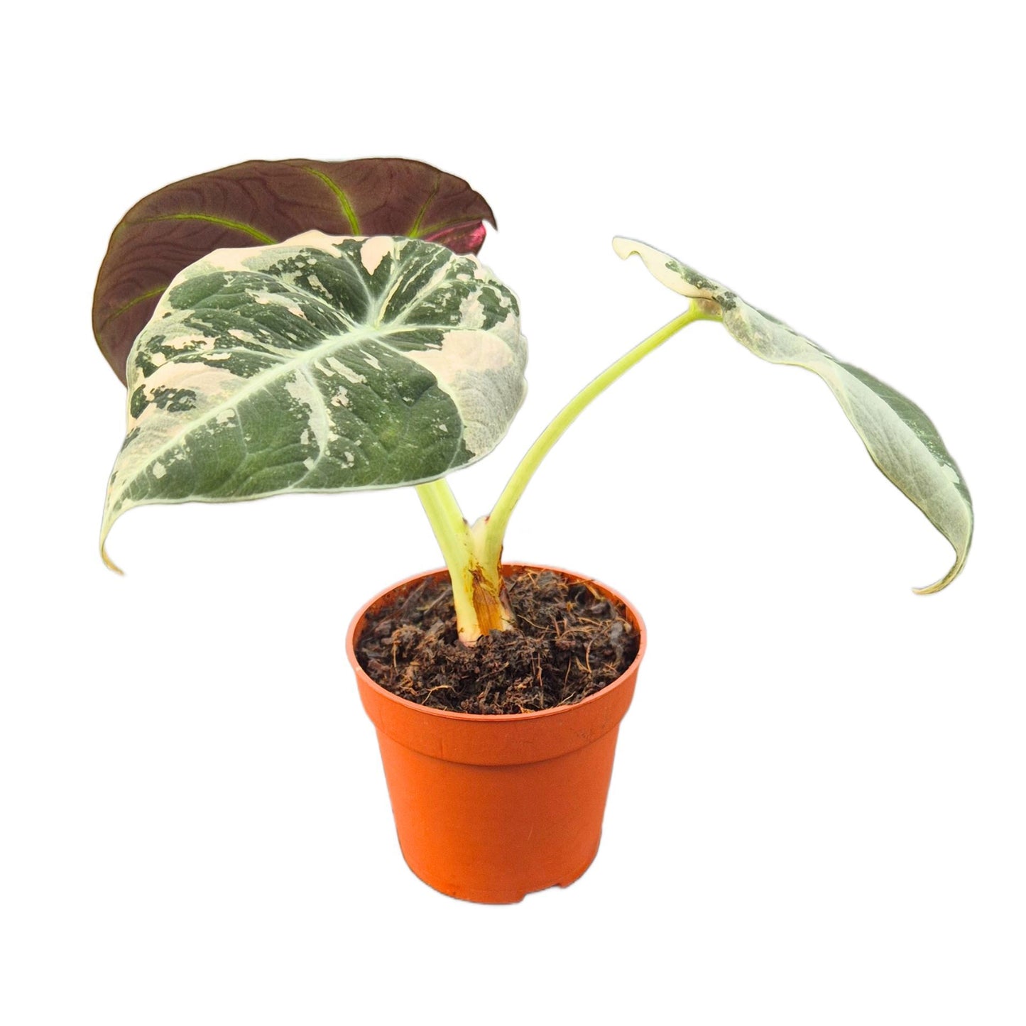 Alocasia Black Velvet Variegata Pink