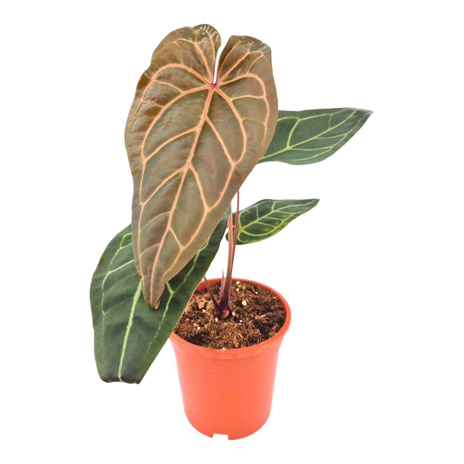 Anthurium DocBlock Anthurium Zara® '3' X Zara® '33' – Emm's Plant