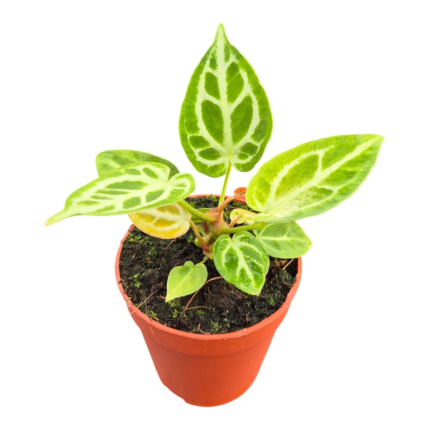 Anthurium DocBlock Briëlle® '16' X Briëlle® '16'