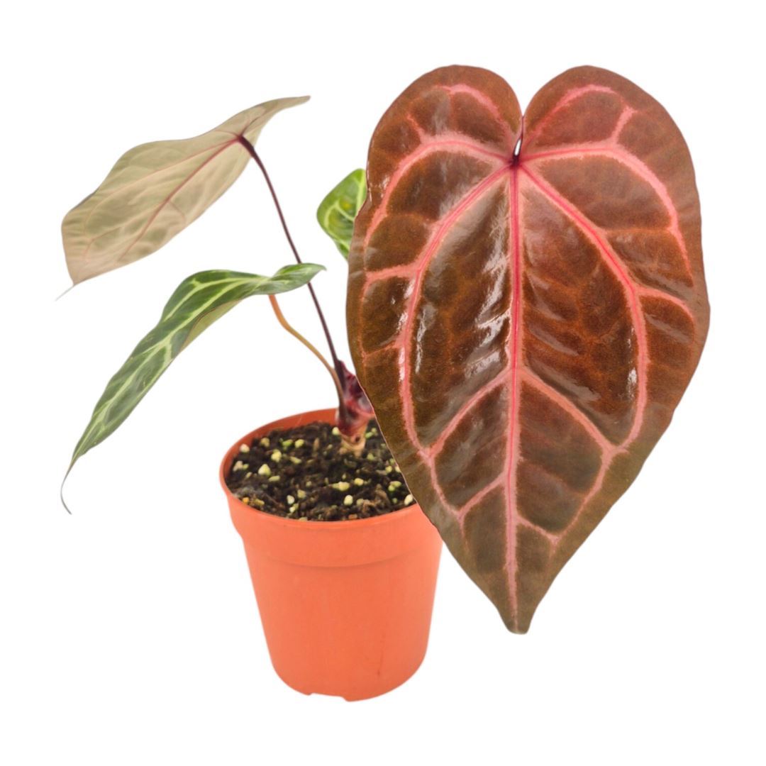 Anthurium DocBlock Home, Sweet Home® '32' X Tortoise Shell Grey® '34'