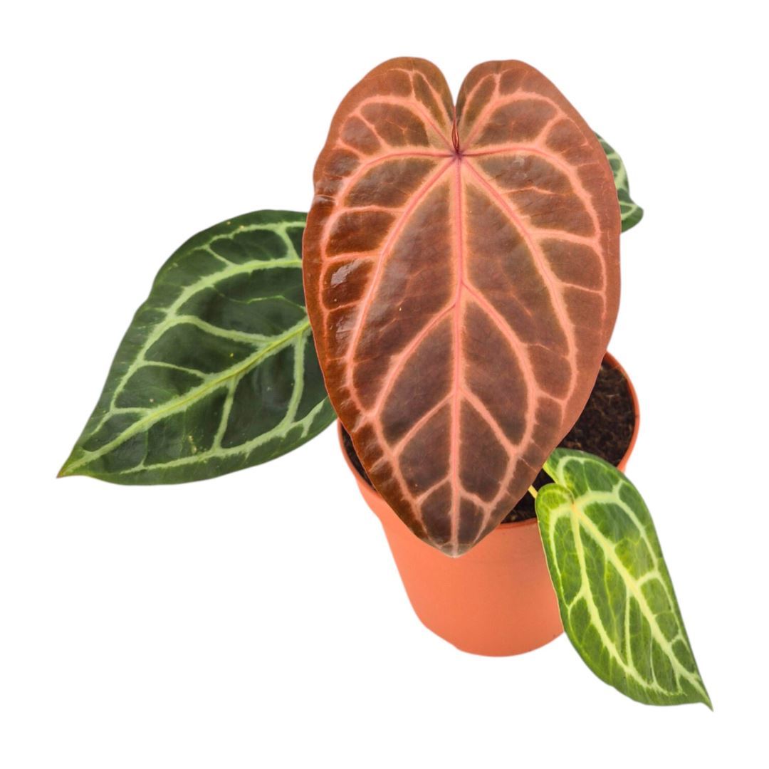 Anthurium DocBlock Zara® '29' X Purple Rain® '27'