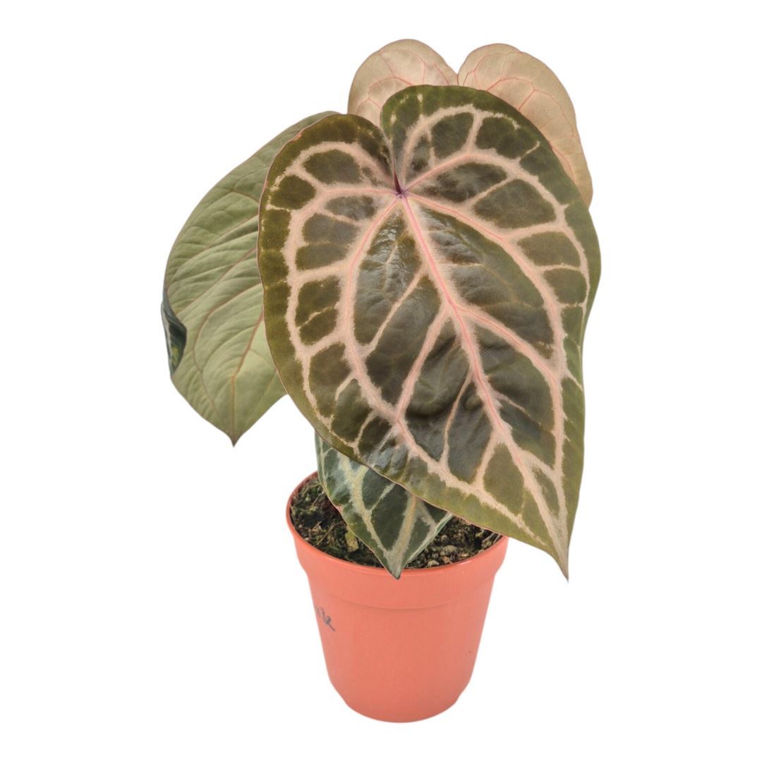 Anthurium DocBlock Zara® '33' X Home, Sweet Home® '32'