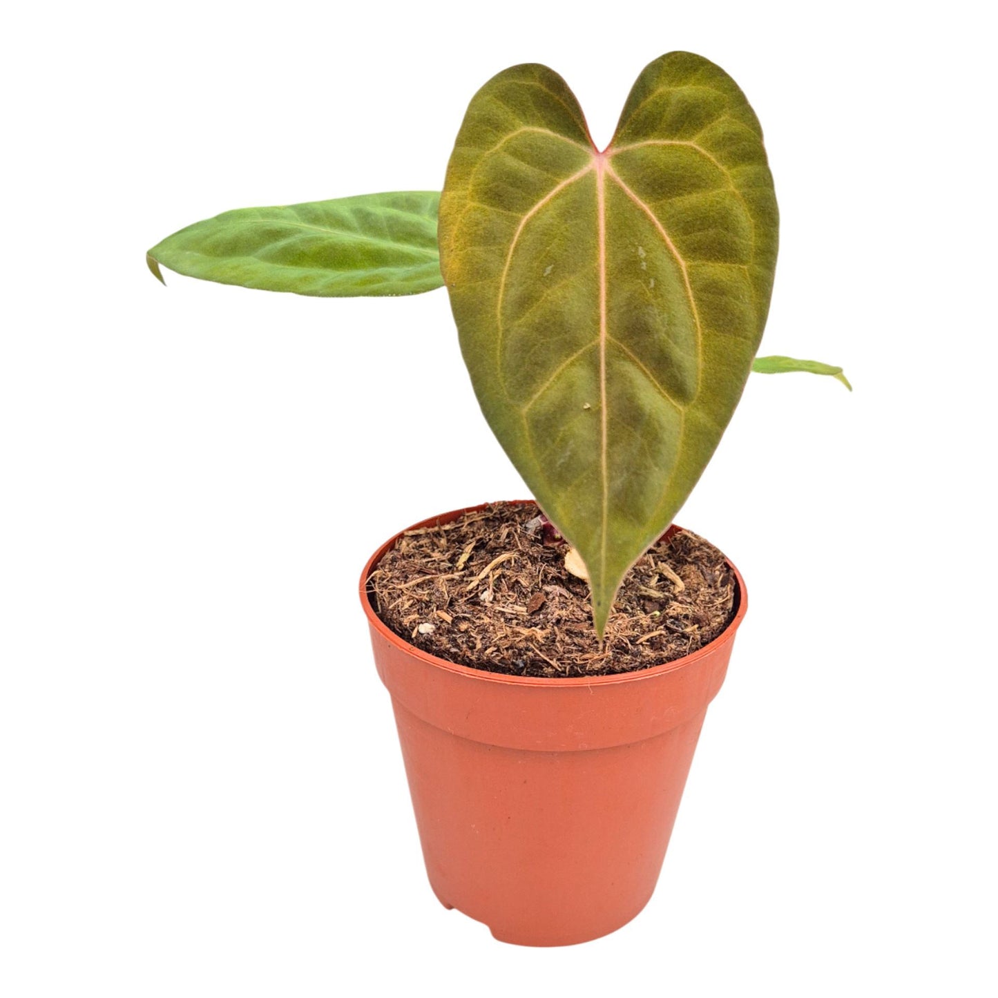 Anthurium Goliath x Bloodqueen