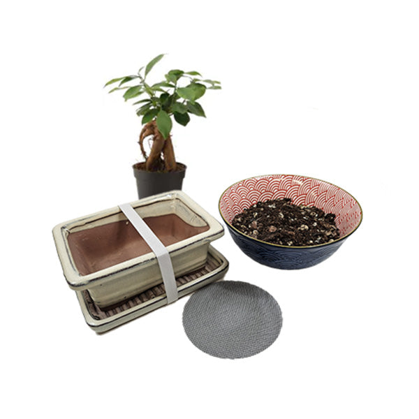 Ficus Ginseng Bonsai Kit