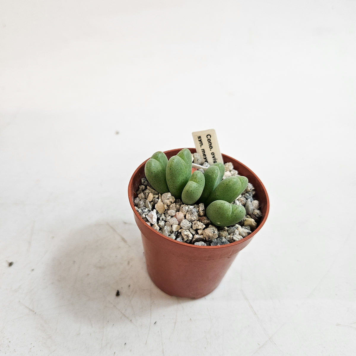 Conophytum meyeri