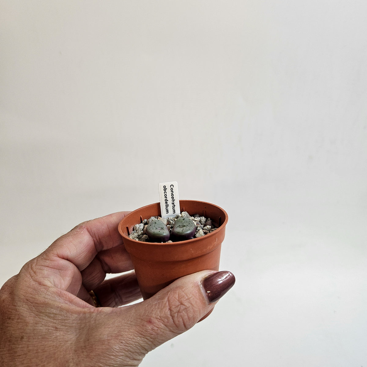 Conophytum obcordellum