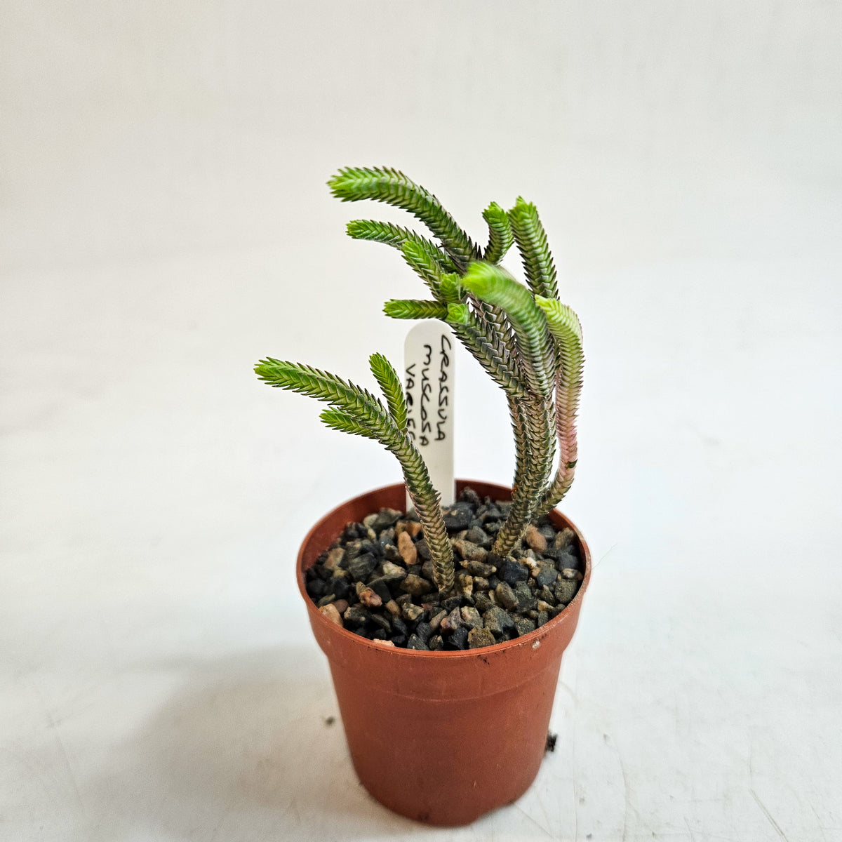 Crassula muscosa Variegata