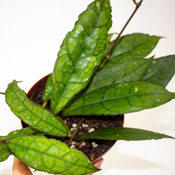 Hoya Clemensiorum Dark Leaf 12cm H15cm