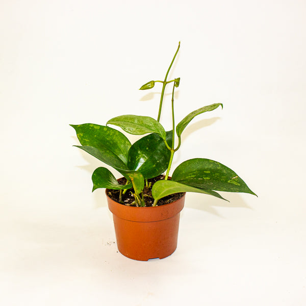 Hoya Macrophylla Silver Splash 12cm H20cm