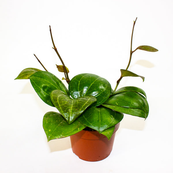 Hoya Sarawak Cream 12cm H10cm