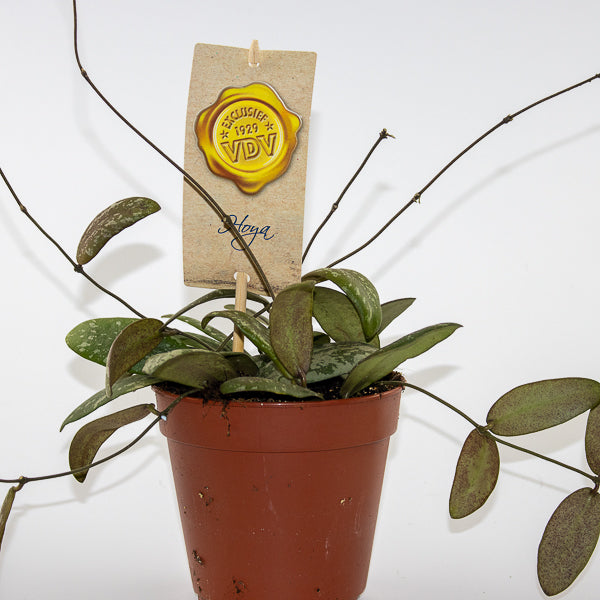 Hoya Sigitalis
