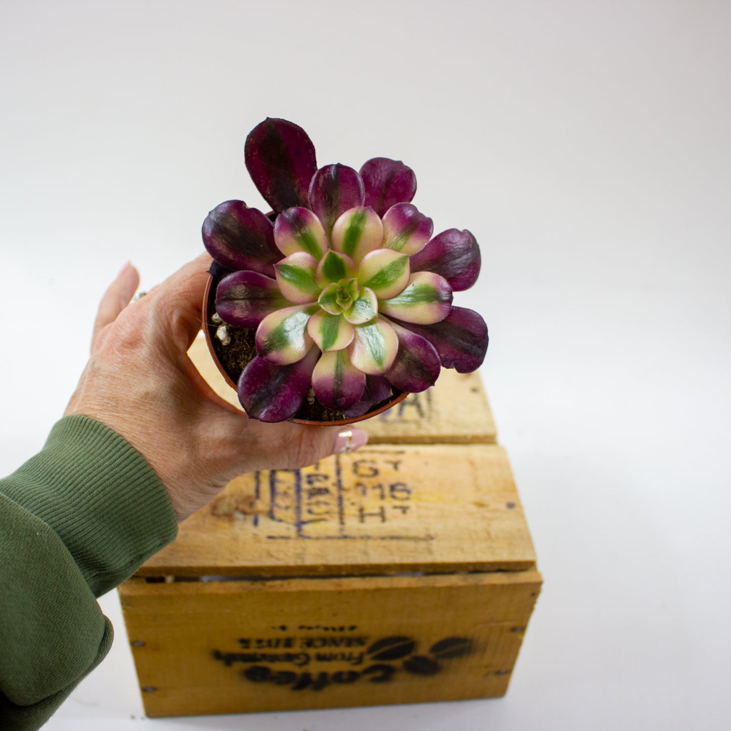 Aeonium Pink Witch 8.5cm H14cm