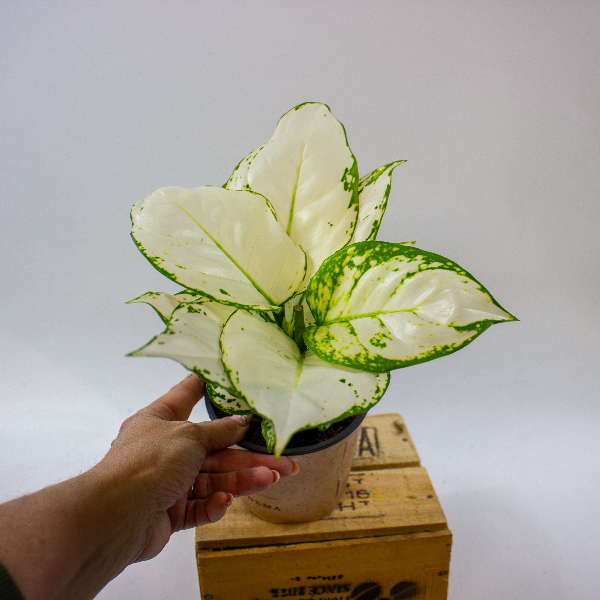 aglaonema white kiwi Aglaonema White Kiwi 12cm H30cm – Emm's Plant House