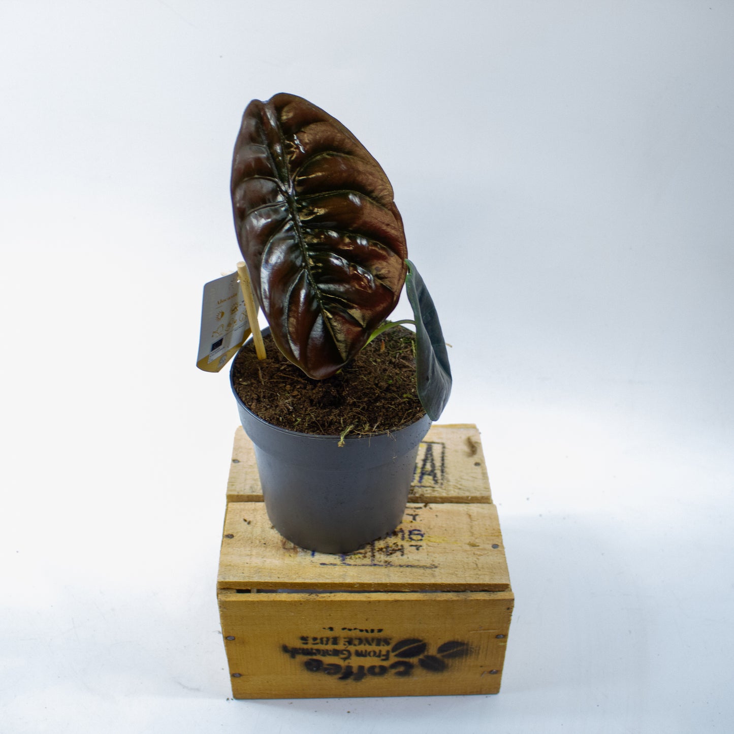 Alocasia cuprea Red Secret 14cm H35cm