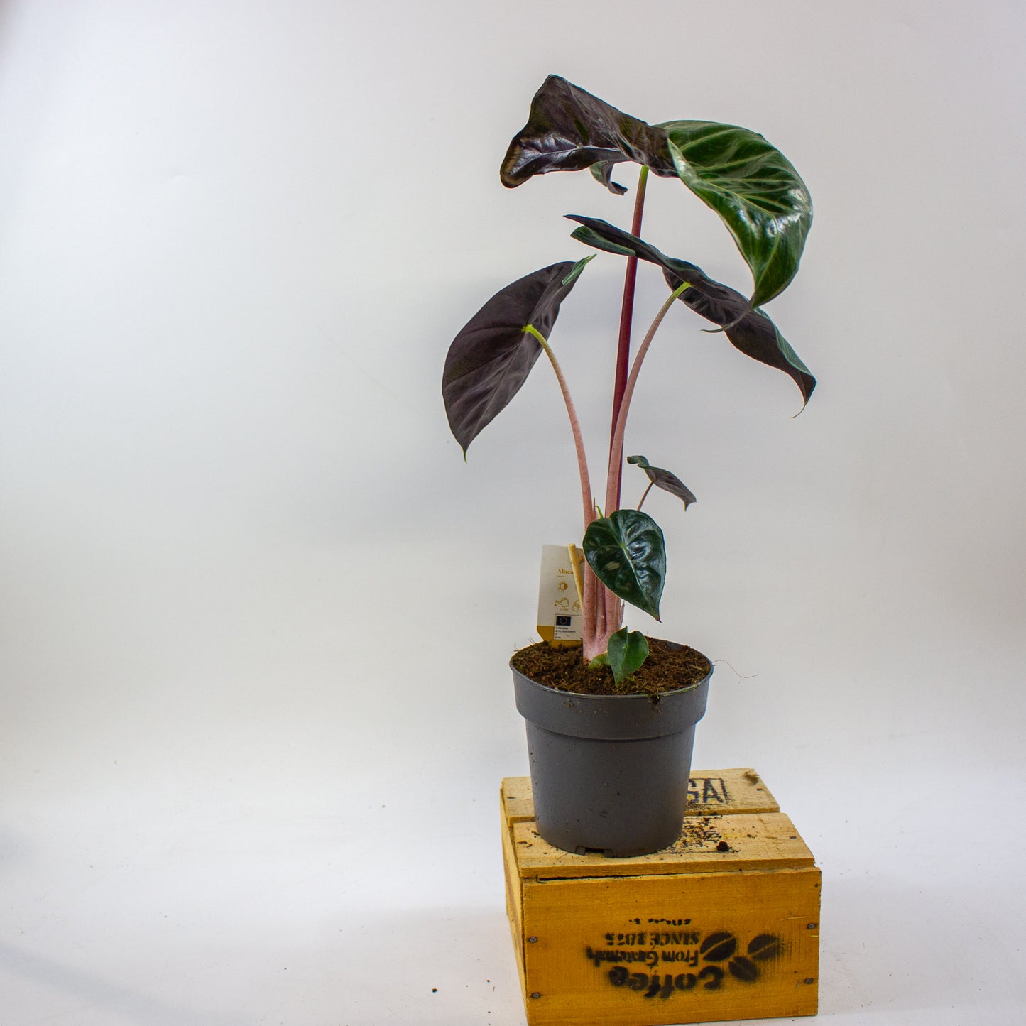 Alocasia Pink dragon 14cm H45cm