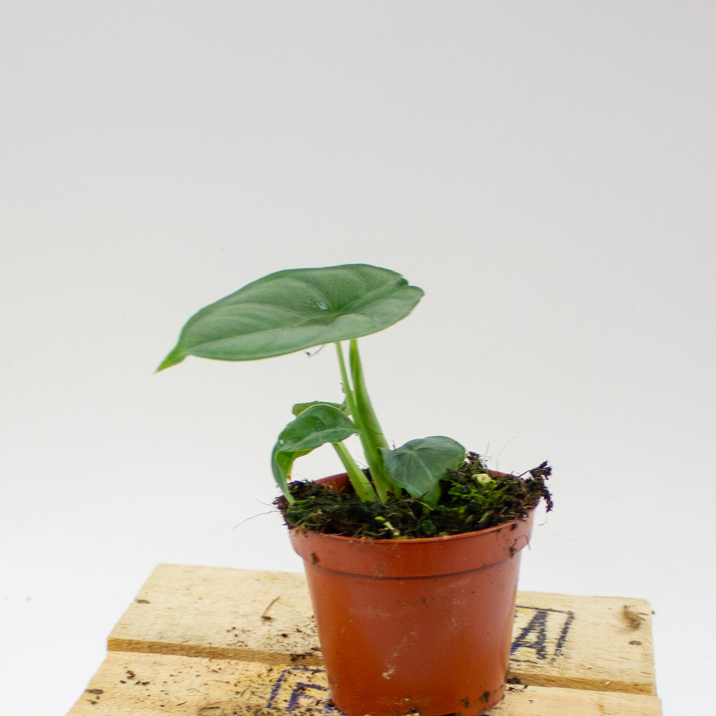 Alocasia Puncak Borneensis 8cm H12cm