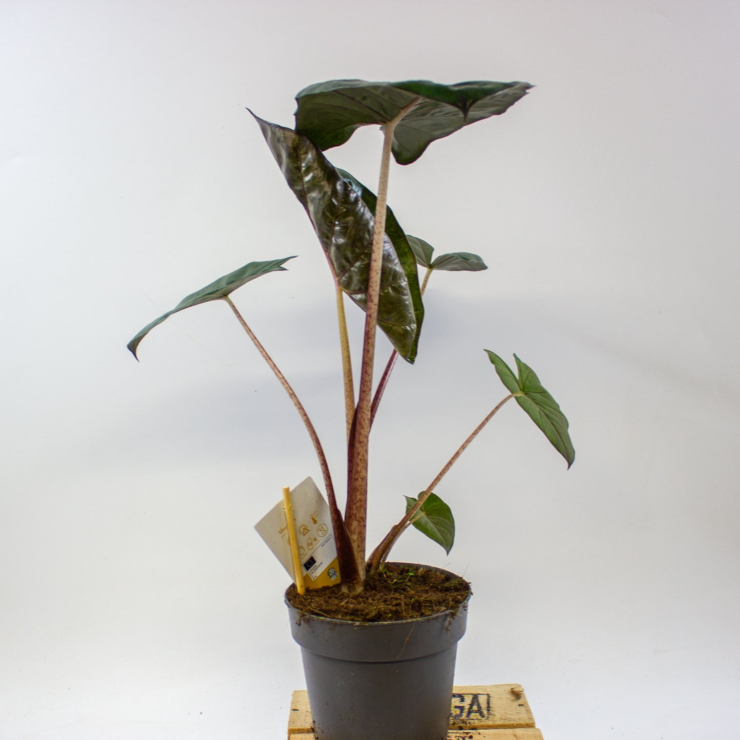 Alocasia sarawakensis Yucatan Princess 14cm H45cm