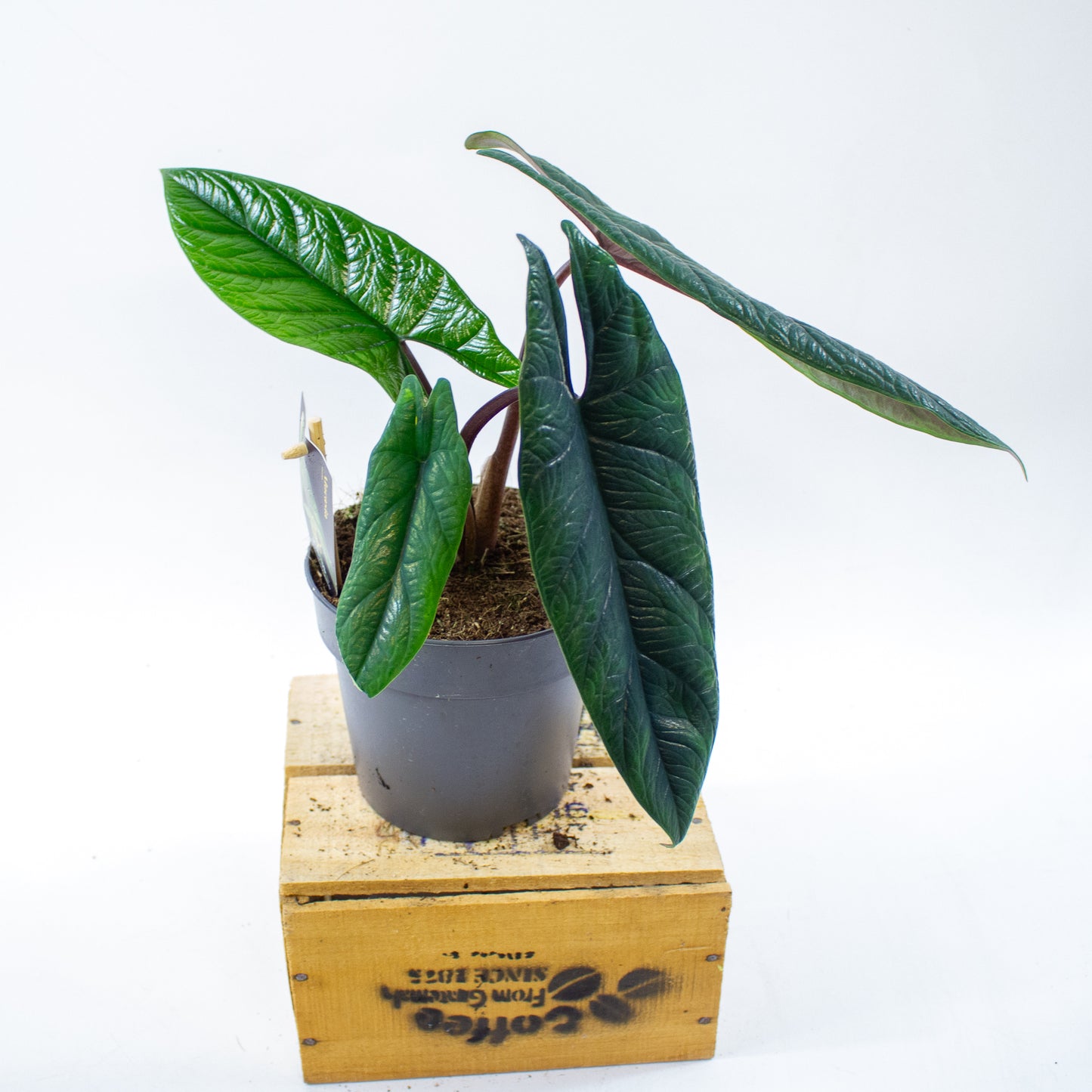 Alocasia Scalprum 14cm H40cm