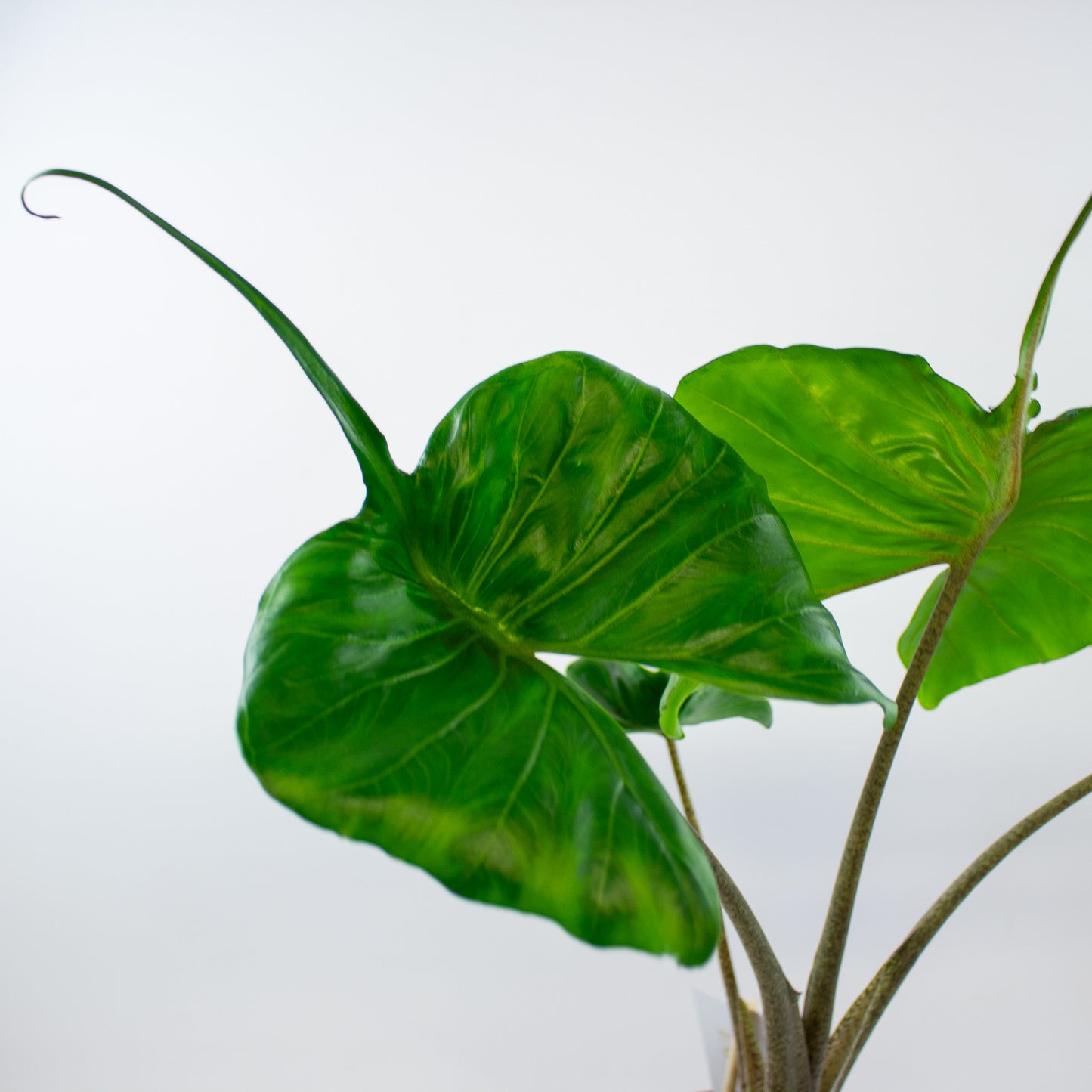 Alocasia Stingray 14cm H45cm