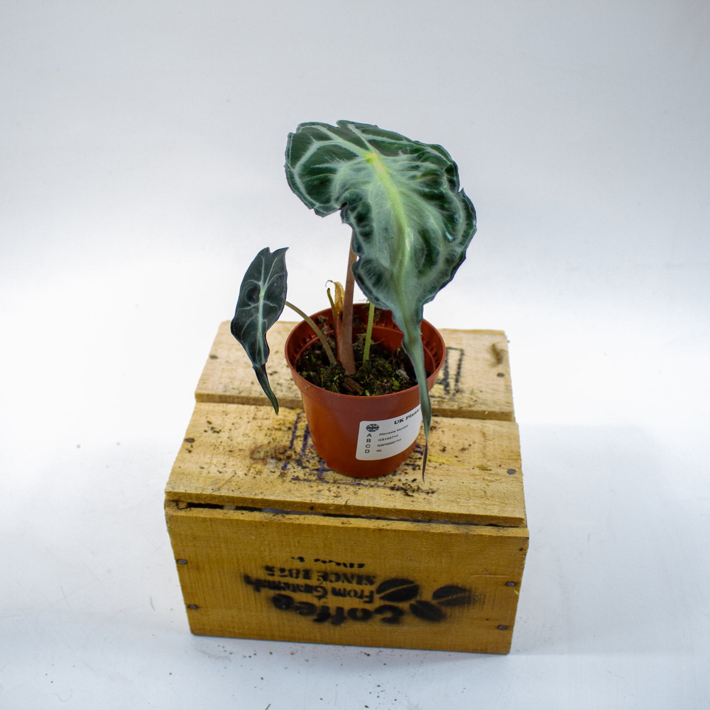 Alocasia Venom 8cm H12cm