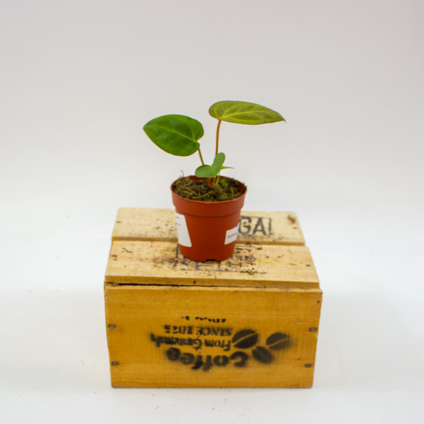 Anthurium Dark Phoenix x Papillilaminum 7cm H10cm